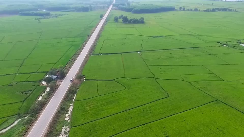 Con đường thẳng tắp giữa đồng lúa xanh, nhìn từ flycam