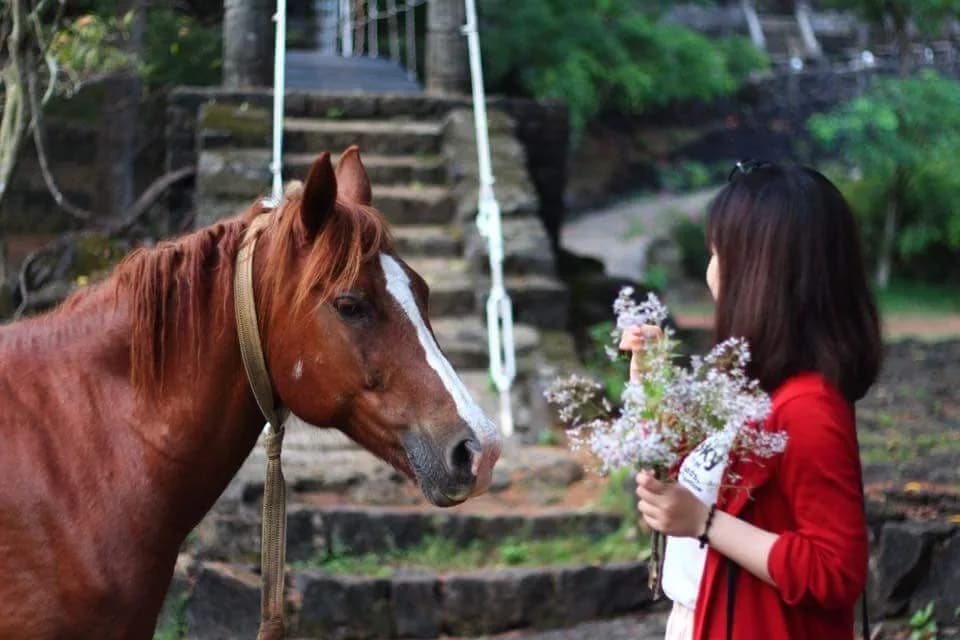 Cô gái áo đỏ cầm bó hoa bên chú ngựa nâu